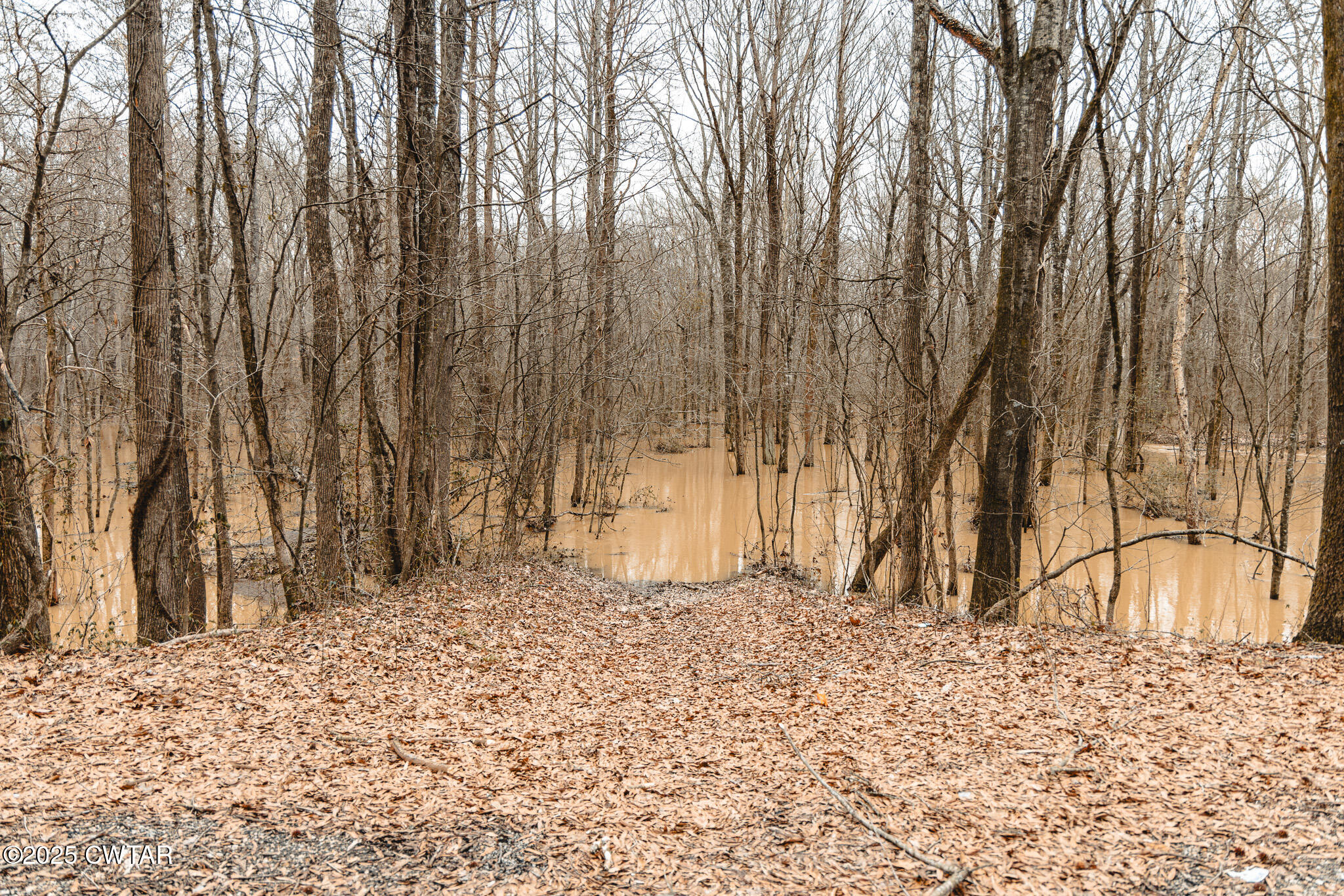 0 Etheridge Levee Road Sharon, TN 38255 - Photo 6 of 37 a view of a backyard of the house