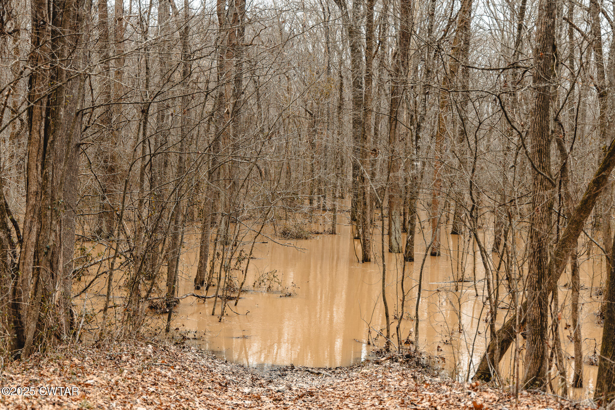 0 Etheridge Levee Road Sharon, TN 38255 - Photo 7 of 37 a view of a dry yard
