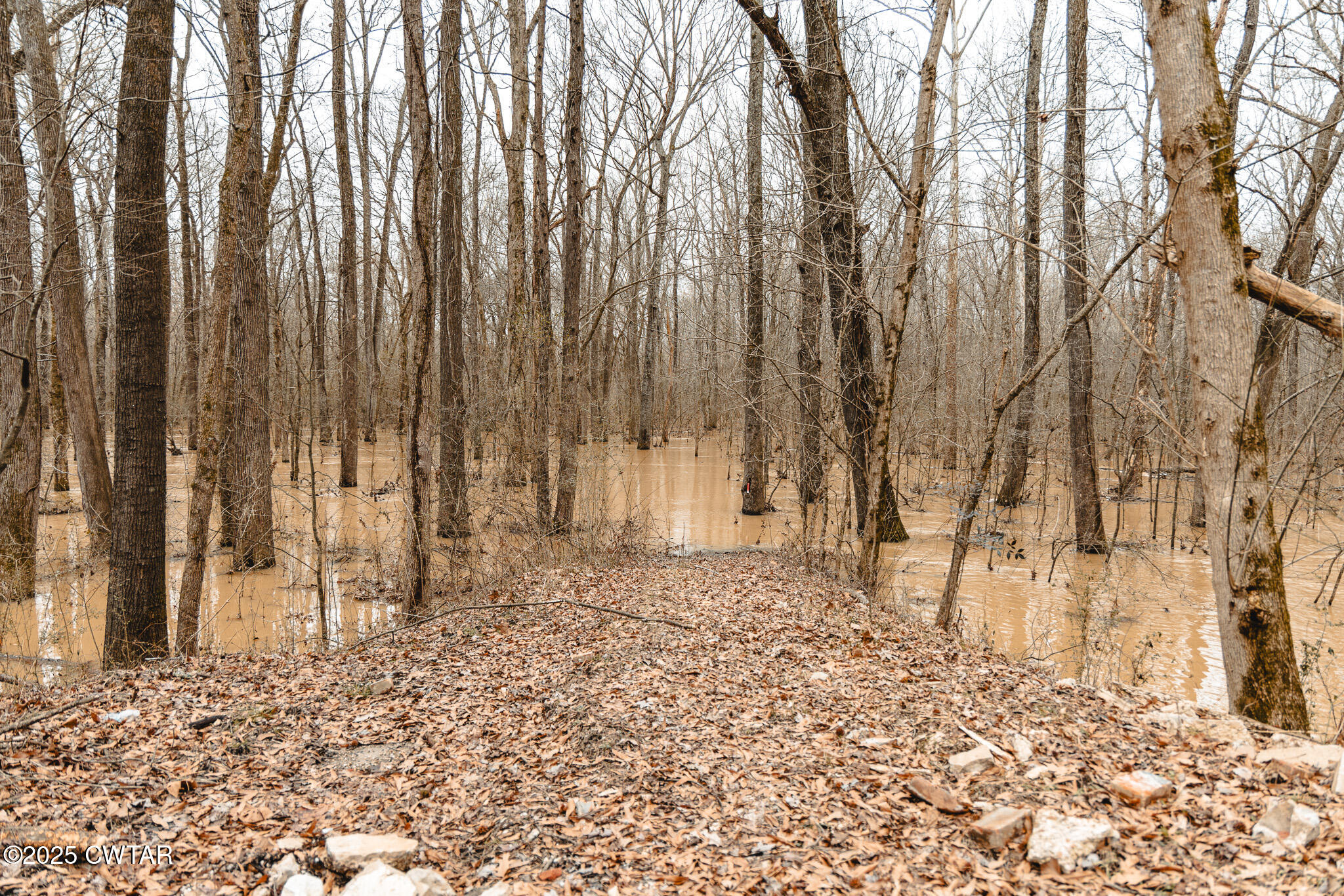 0 Etheridge Levee Road Sharon, TN 38255 - Photo 8 of 37 a view of a backyard of the house
