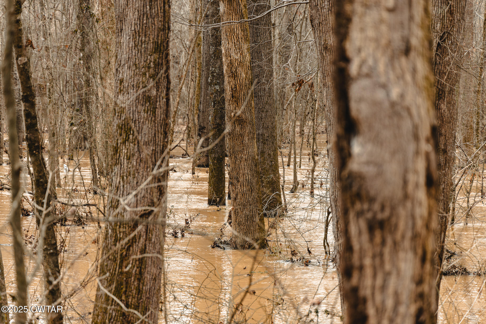 0 Etheridge Levee Road Sharon, TN 38255 - Photo 9 of 37 a picture of tree