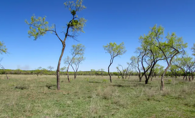 a view of a field with grass