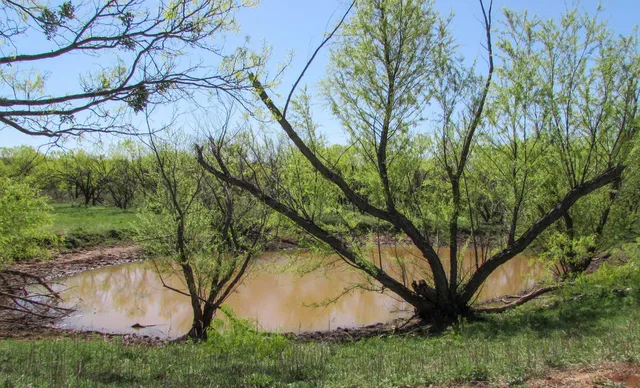 a view of backyard with green space