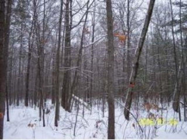Lot #2 Gunlock Lake Road Minocqua, WI 54548 - Photo 8 of 9 Gallery Image 8