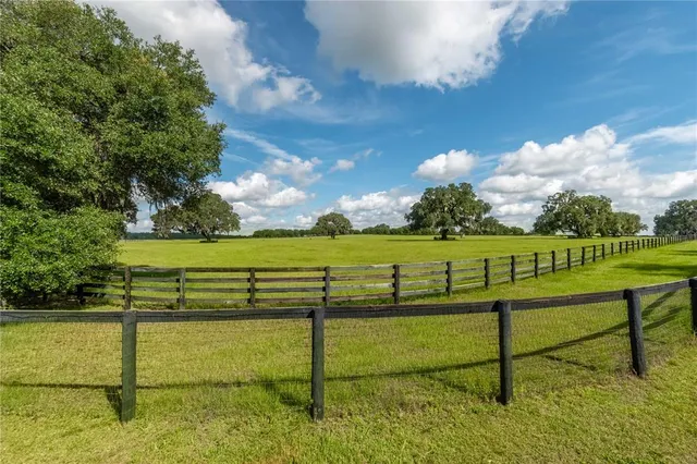 a view of a backyard with plants and large tree