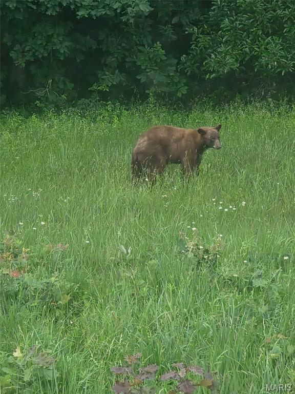 662 Nixon School Road Leasburg, MO 65535 - Photo 65 of 65