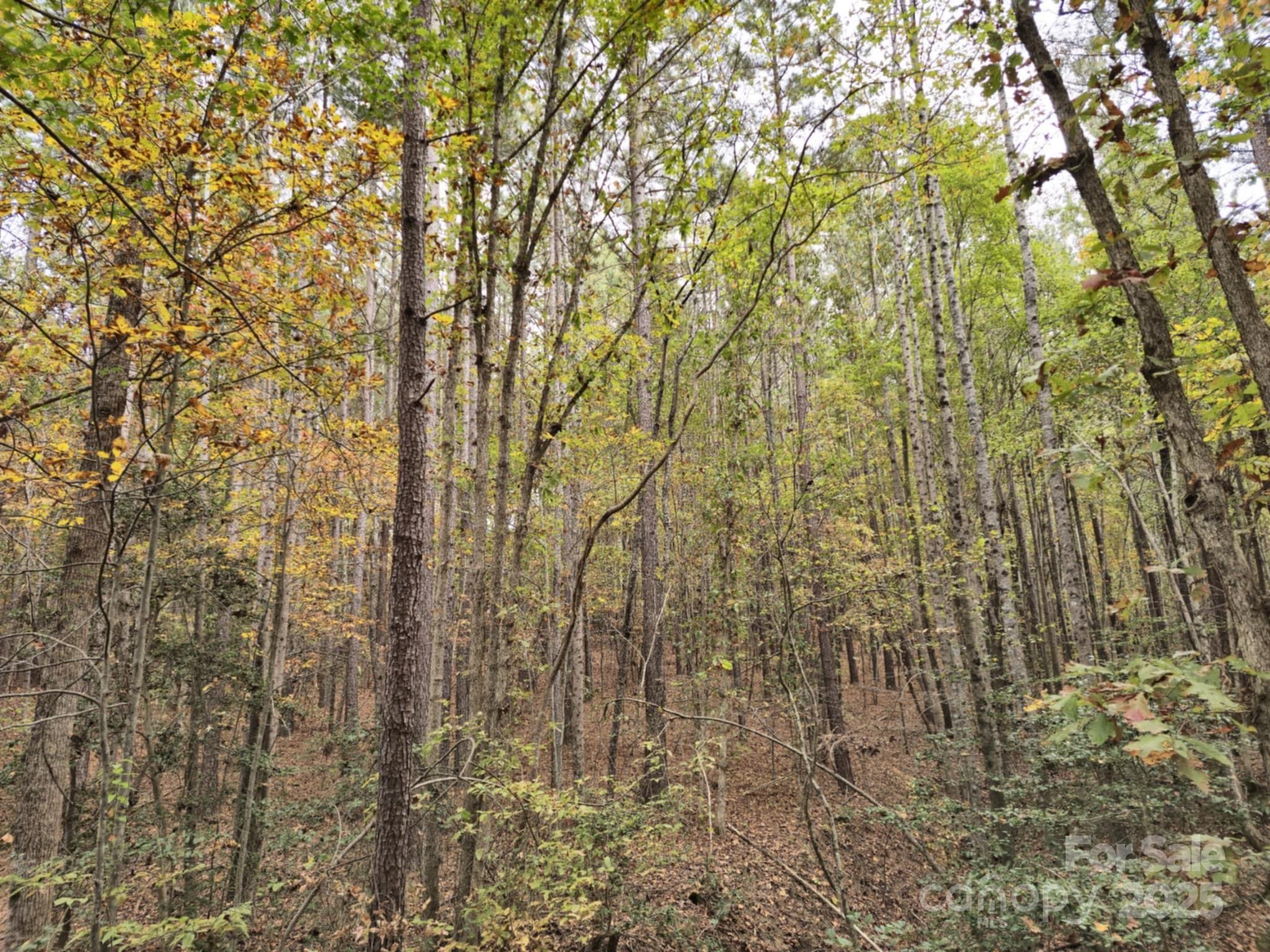 Tbd West B Phindeck Road Bostic, NC 28018 - Photo 15 of 15 a view of a yard