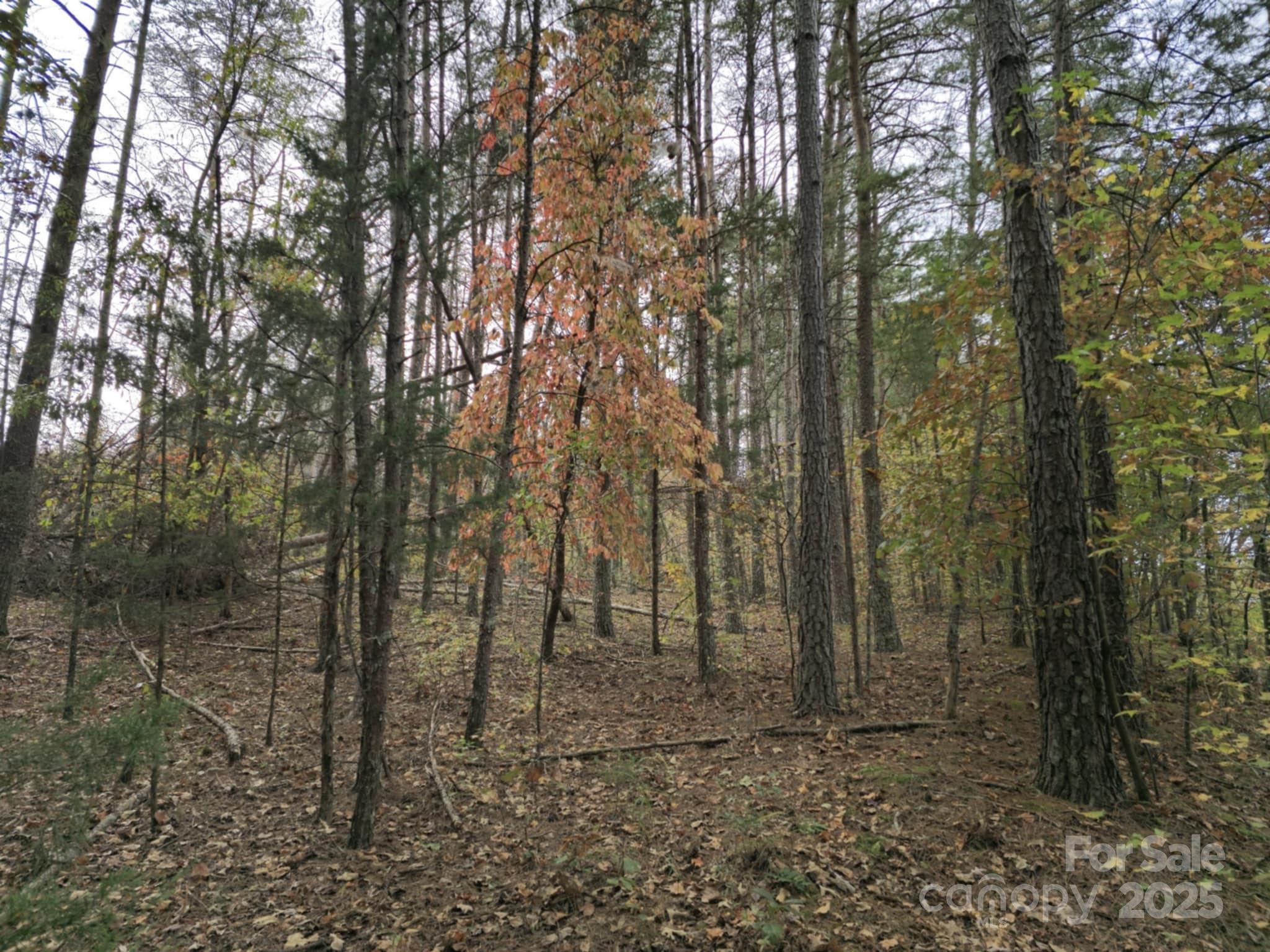 Tbd West B Phindeck Road Bostic, NC 28018 - Photo 7 of 15 a view of a forest with trees in the background