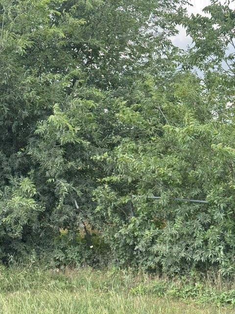 0 County Road 4219 Decatur, TX 76234 - Photo 6 of 7