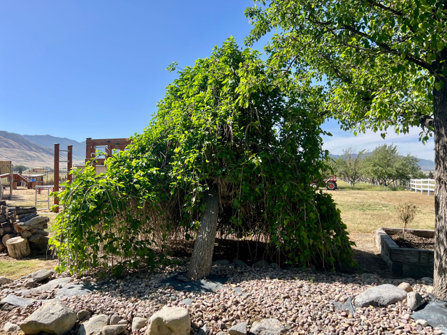 812 East Bates Cyn Road Tooele, UT 84074 - Photo 107 of 144 Mature weeping tree providing natural shade