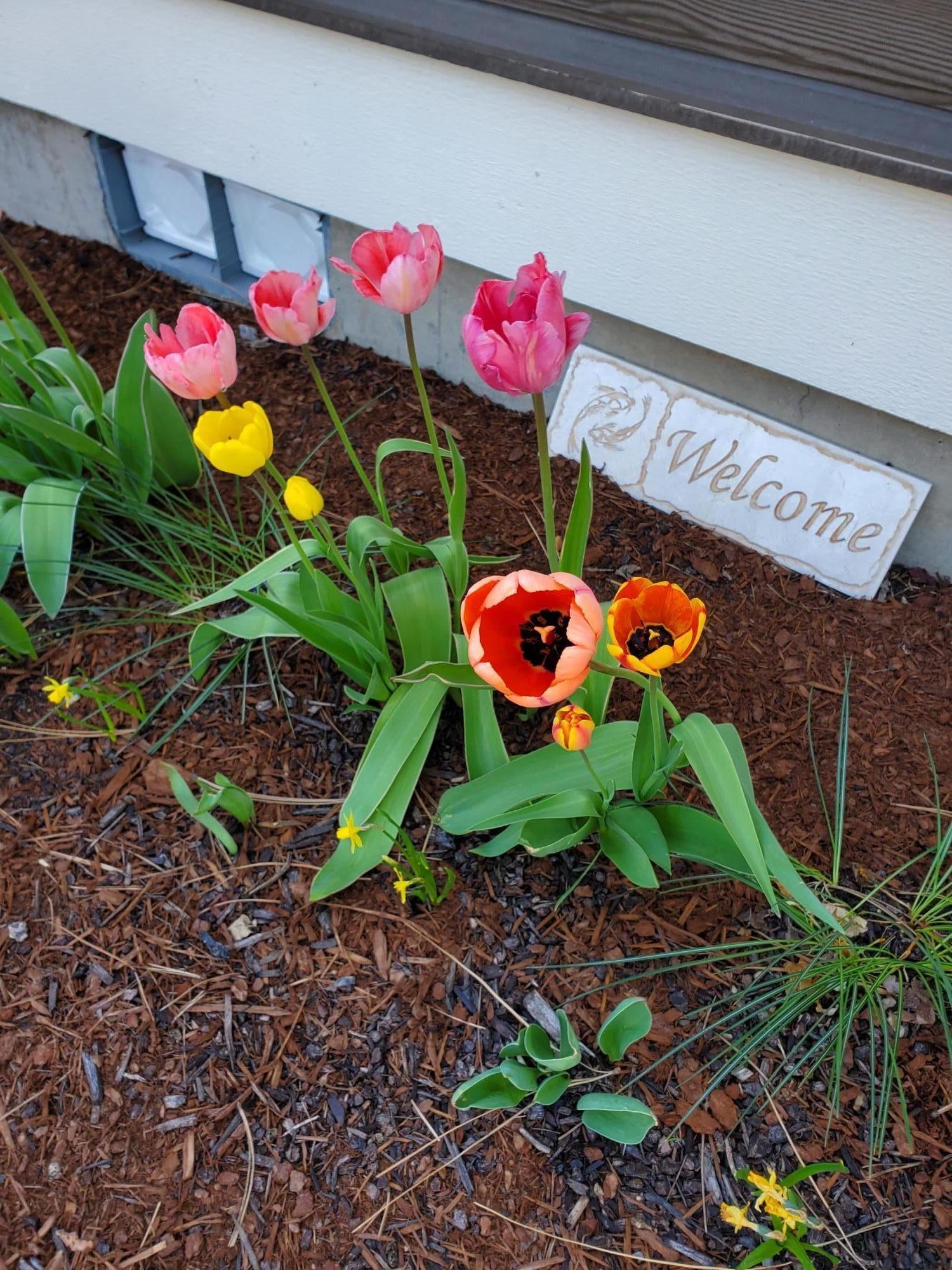 20941 Sotra Loop Bend, OR 97702 - Photo 24 of 36 Front Yard Tulips
