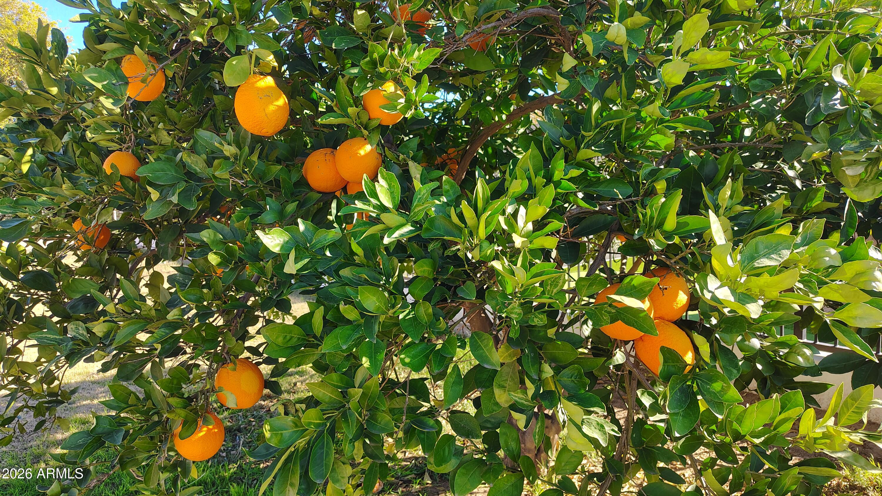 15420 East Via Del Rancho Gilbert, AZ 85298 - Photo 21 of 36 Cara cara Navel