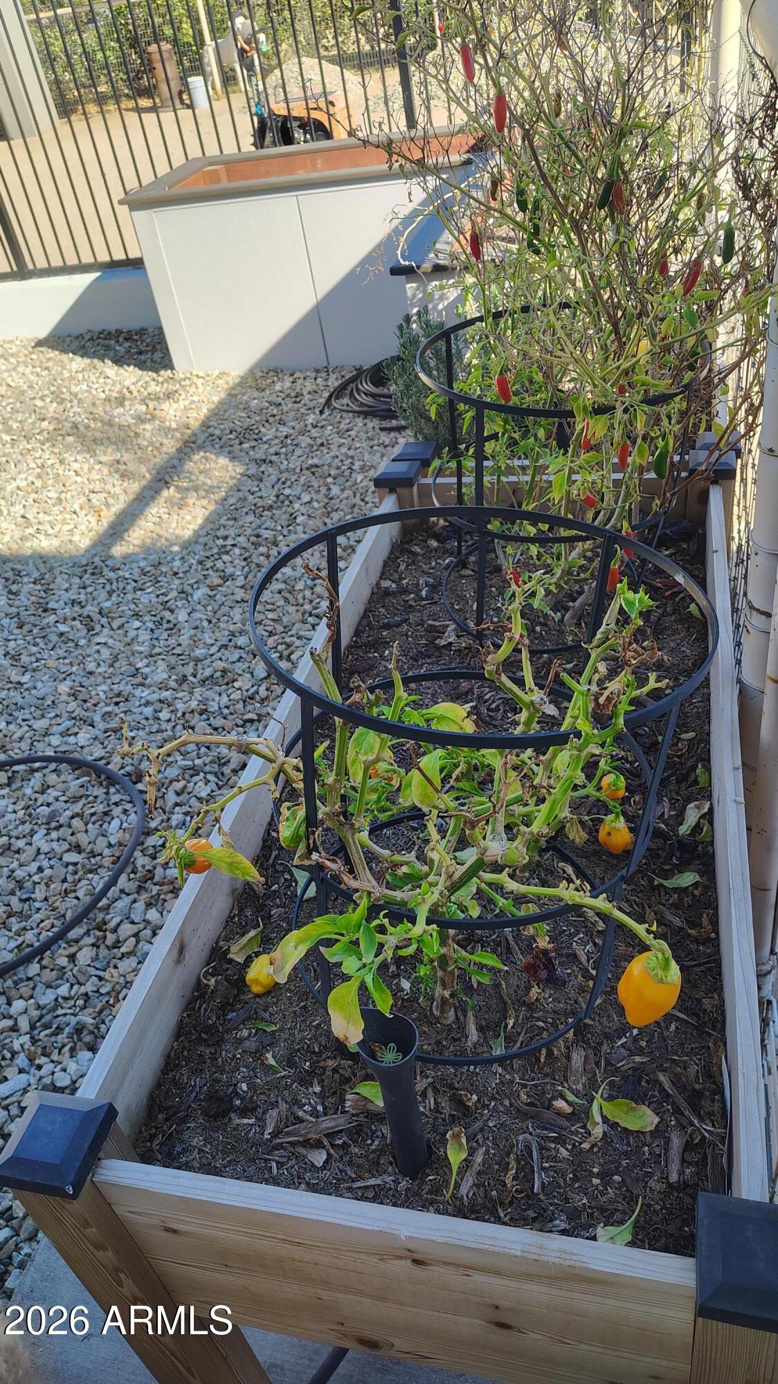 15420 East Via Del Rancho Gilbert, AZ 85298 - Photo 30 of 36 Raised garden boxes