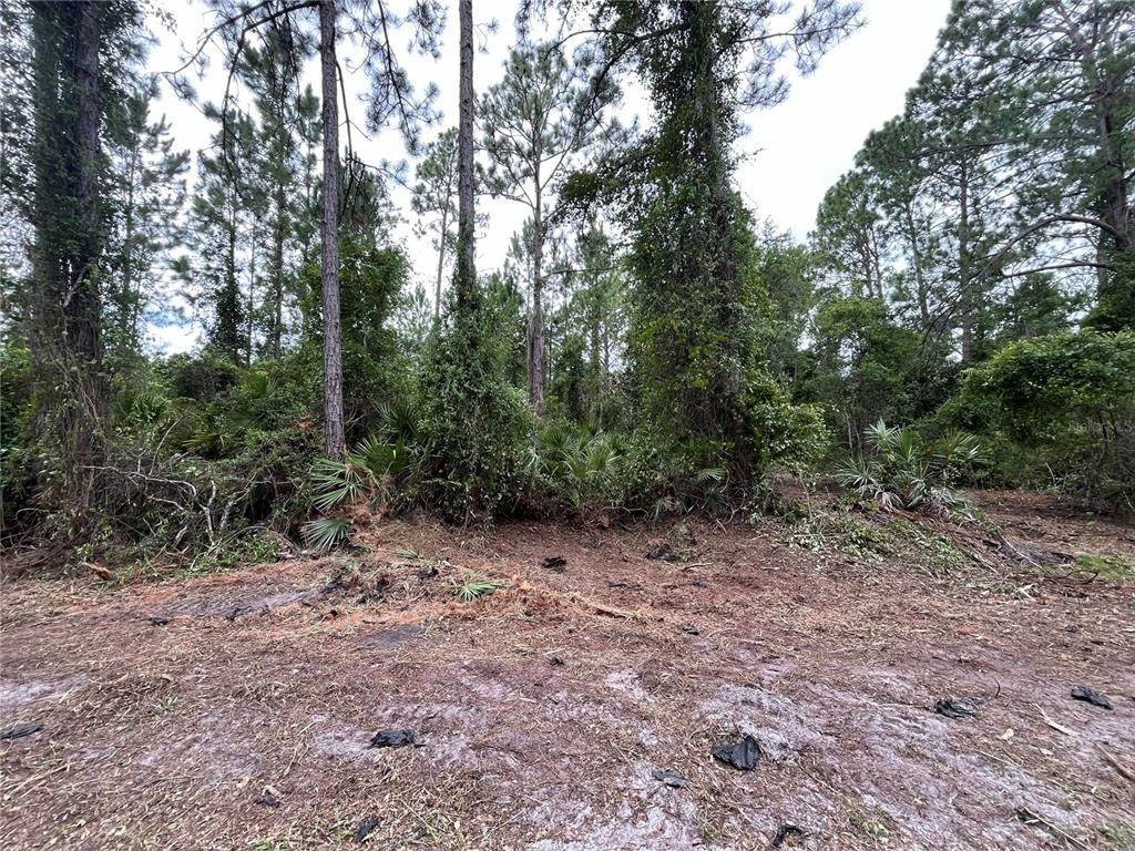147 Roebuck Road Georgetown, FL 32139 - Photo 1 of 12