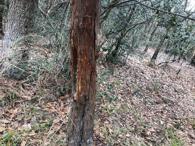 163.38-ac Cravey Bridge Road Florala, AL 36442 - Photo 26 of 49 Gallery Image 26