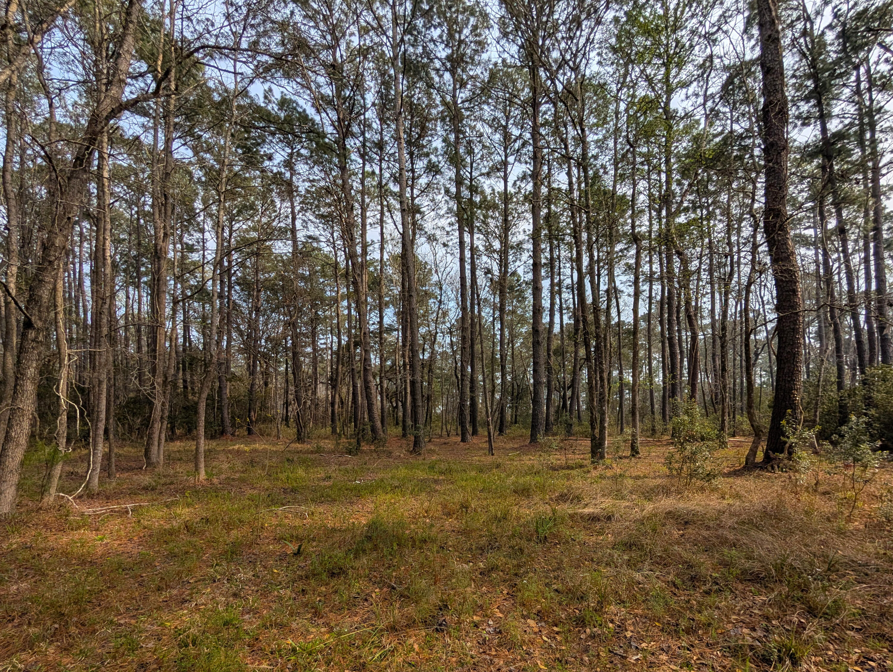 359 McClellan Avenue McClellanville, SC 29458 - Photo 4 of 5 3
