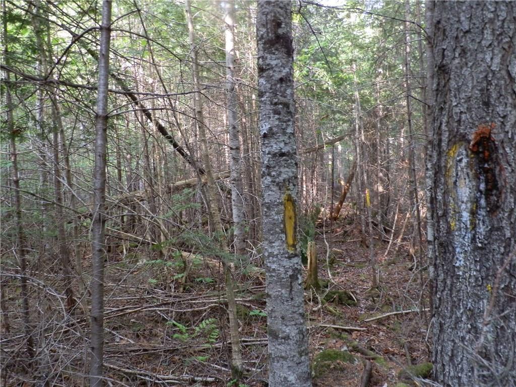 0 Bottle Lake Road Springfield, ME 04487 - Photo 8 of 25 Photo