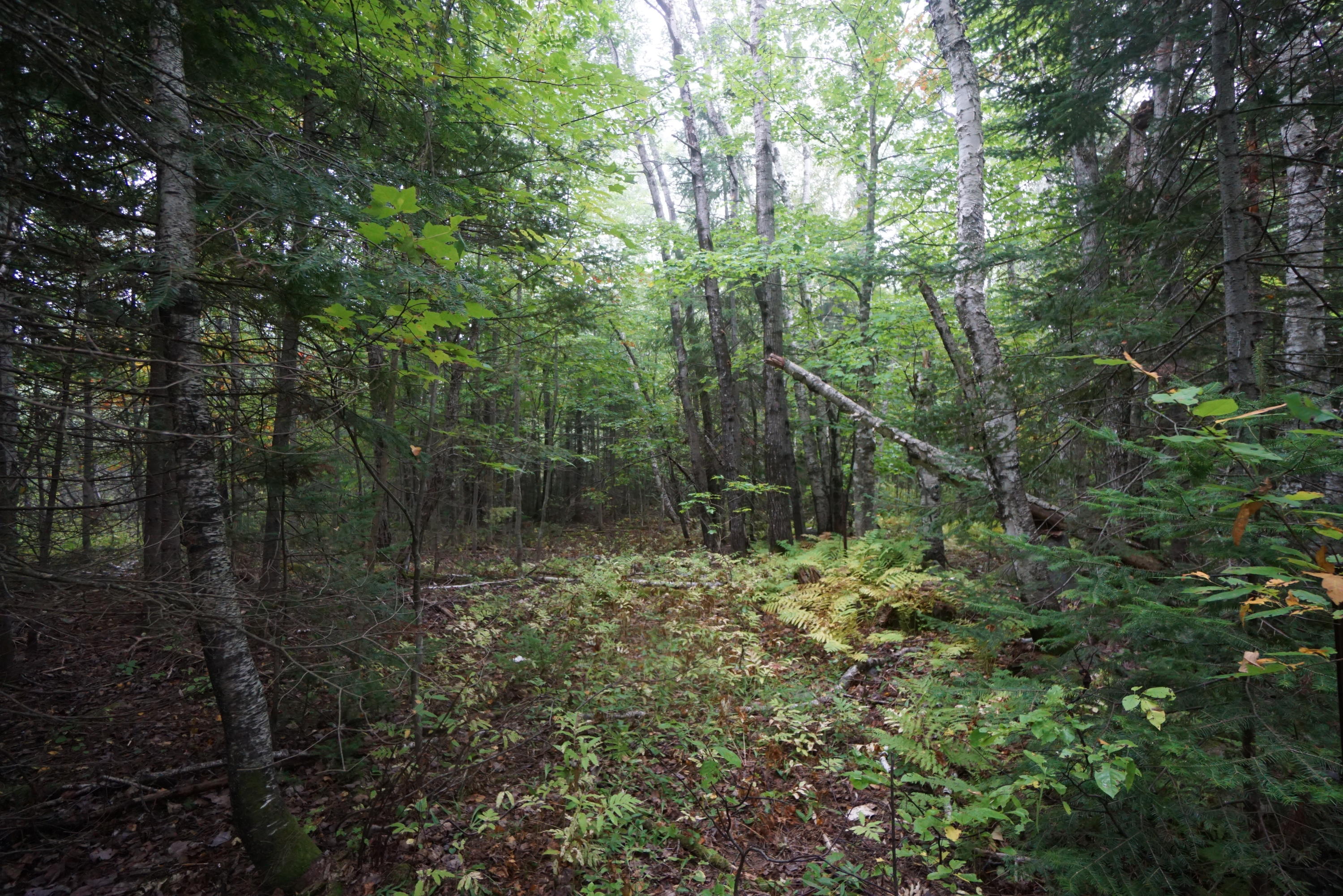 0 West Road Shirley Mills, ME 04485 - Photo 4 of 9 DSC03529