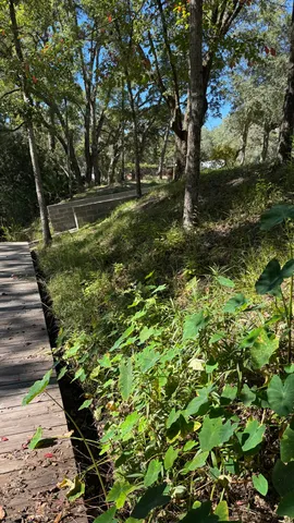 a view of a yard with plants