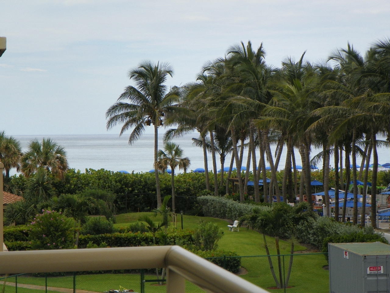 a view of a yard with a palm tree