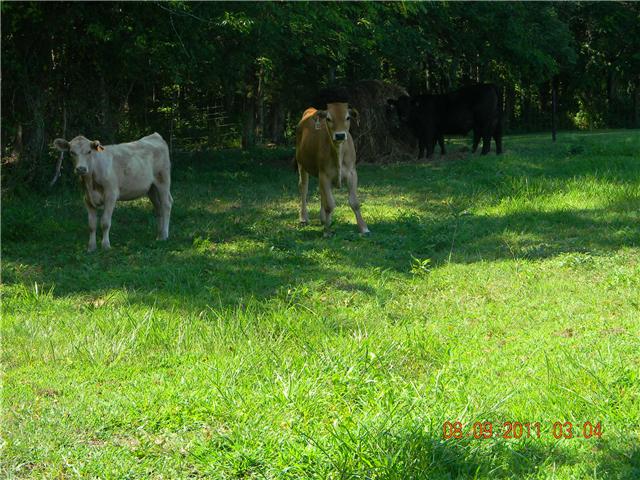 422 Bob Perry Road Bethpage, TN 37022 - Photo 2 of 20 Fenced - Perfect for livestock!!