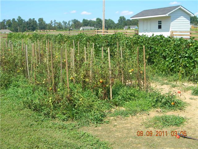 422 Bob Perry Road Bethpage, TN 37022 - Photo 8 of 20 Great Garden Spot w/Garden Shed