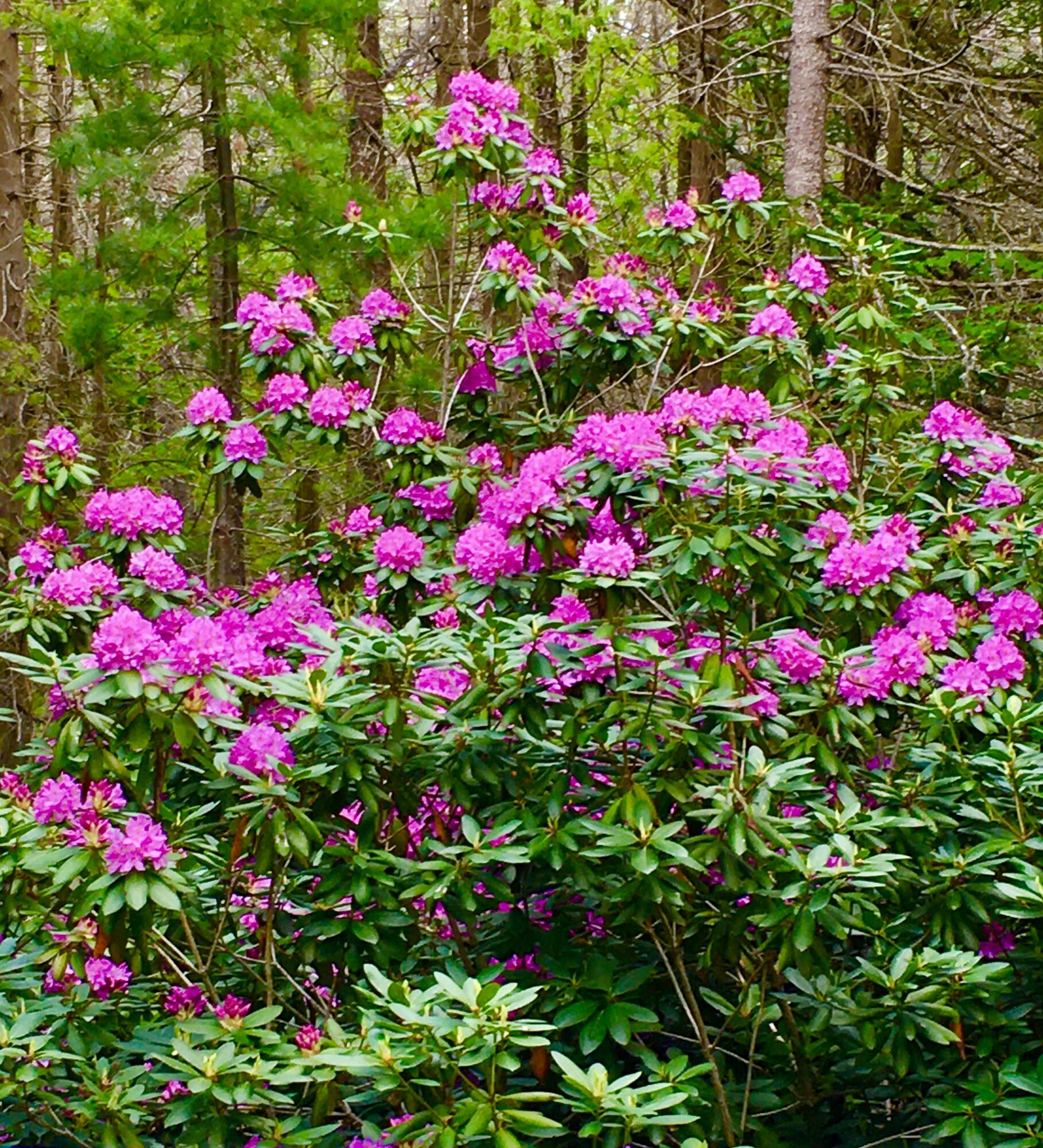 7 Cobbles End Mount Desert, ME 04660 - Photo 33 of 40 Blooming Rhododendron