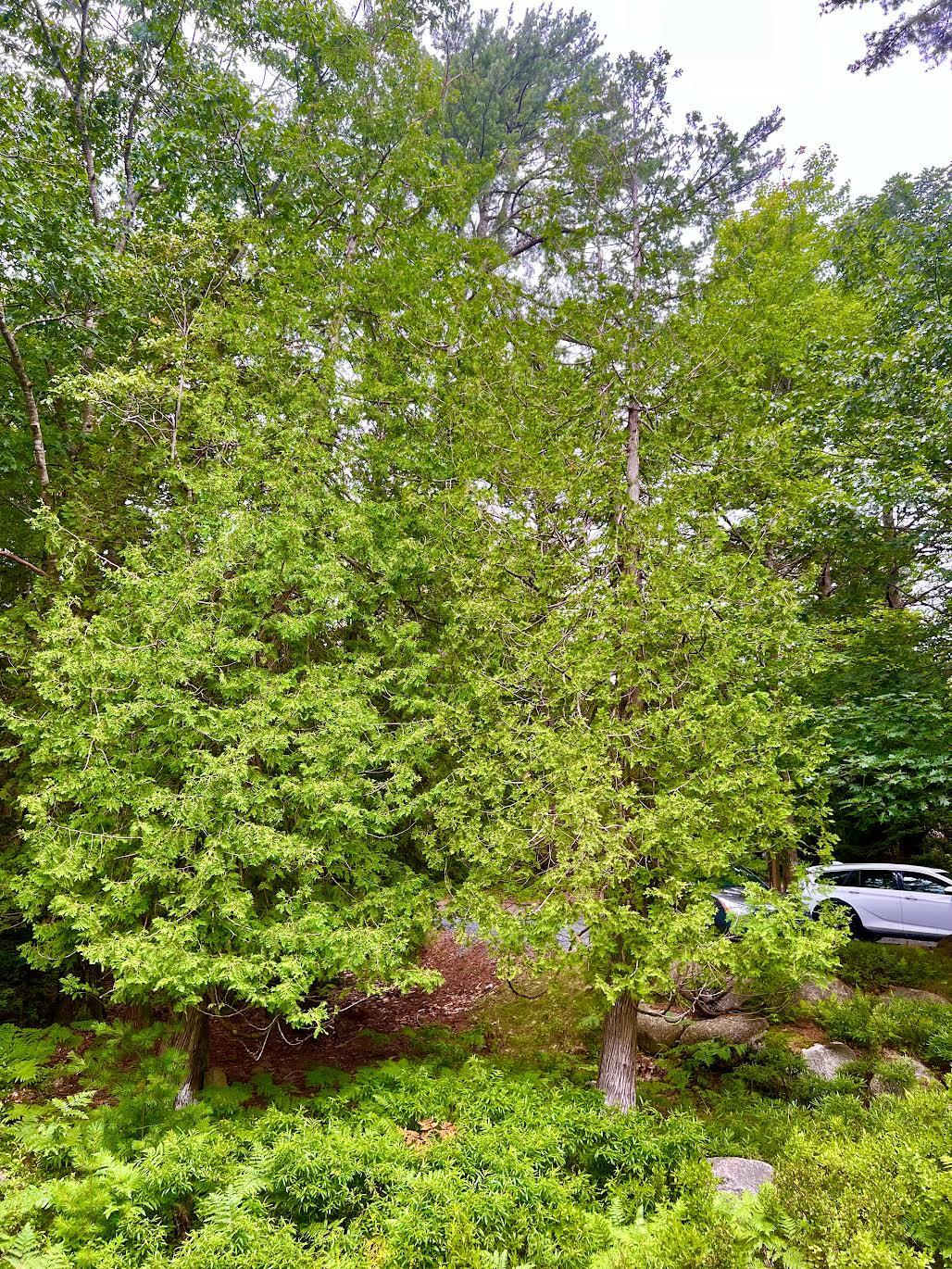 7 Cobbles End Mount Desert, ME 04660 - Photo 35 of 40 Land/woods