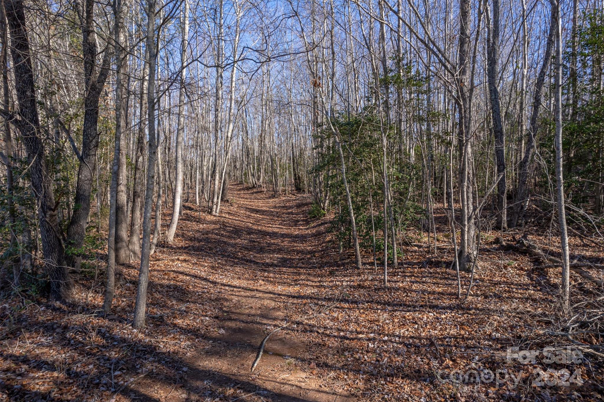 370 Depriest Road Bostic, NC 28018 - Photo 14 of 19 a view of a forest with a bench