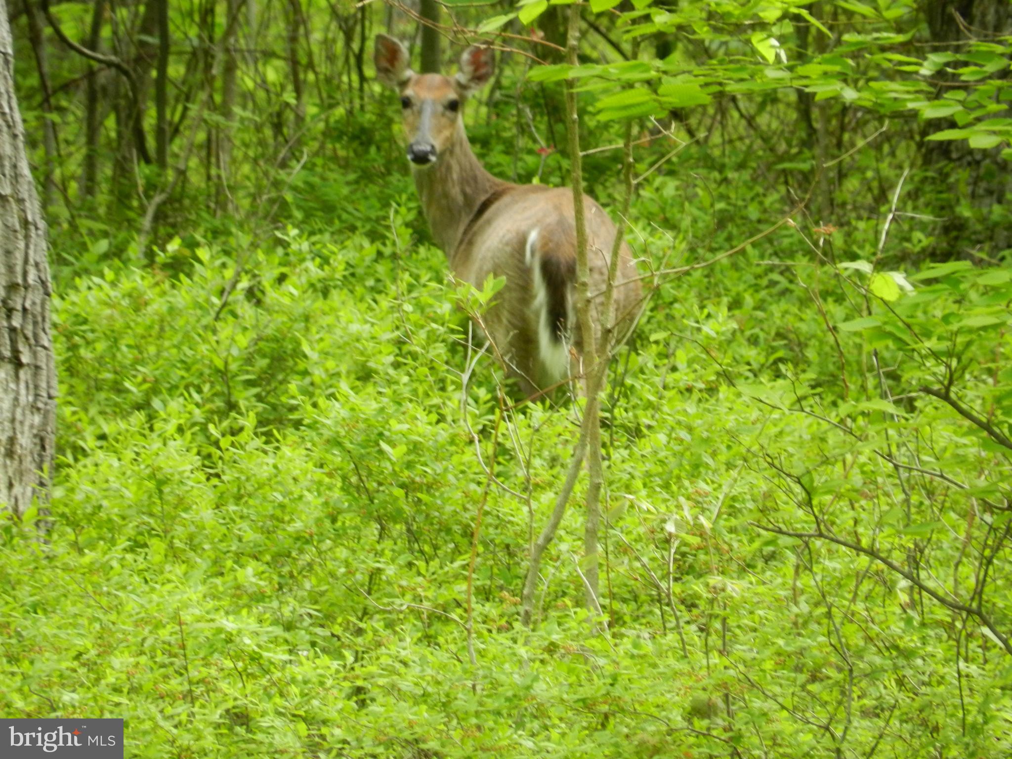 58 Cold Springs Road Dillsburg, PA 17019 - Photo 54 of 55 Gallery Image 54