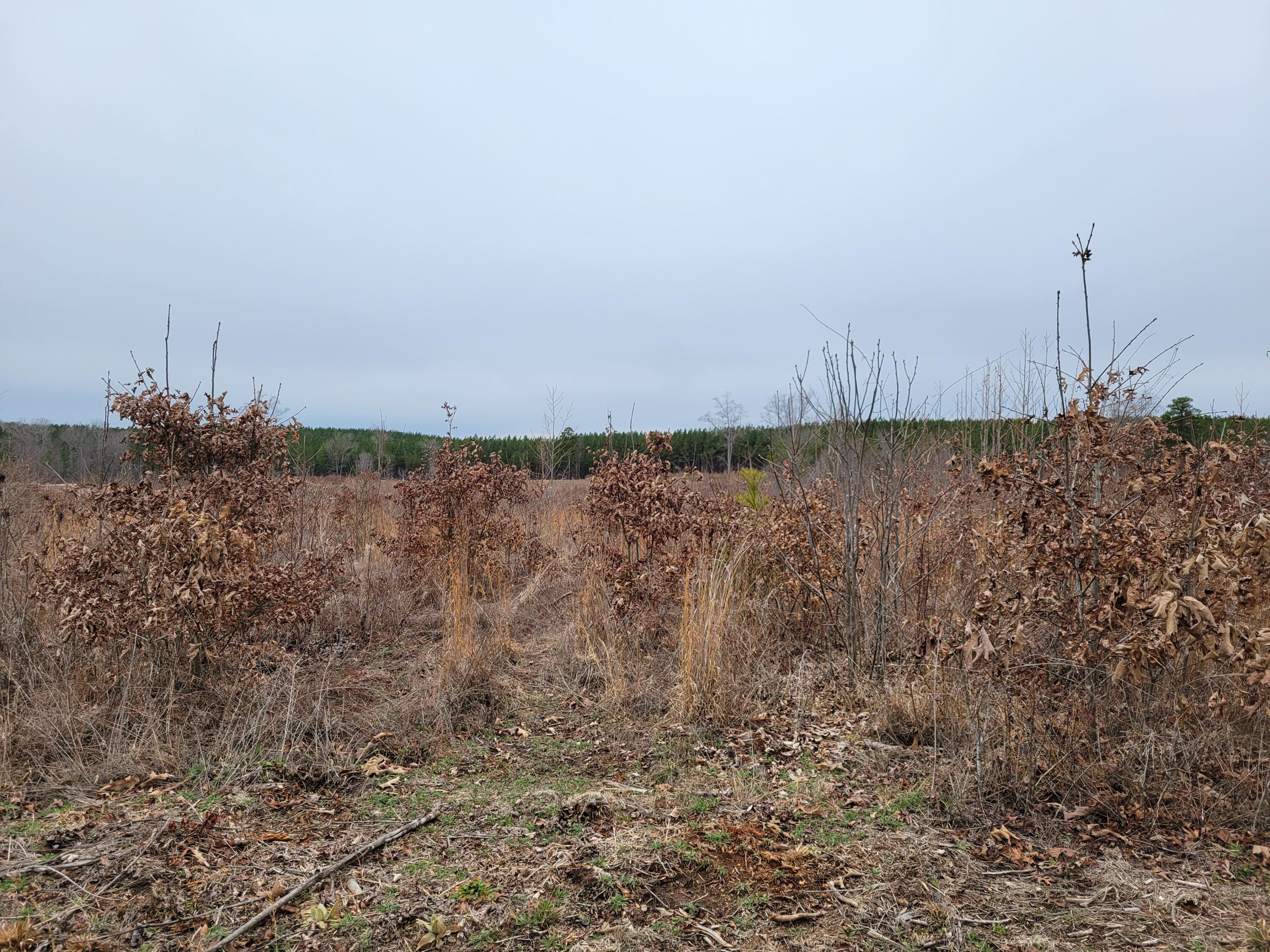 Lot 4 Hubbard Road Long Island, VA 24569 - Photo 3 of 10 a view of a dry yard with wooden fence