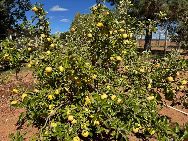 a outside view of house with wooden fence