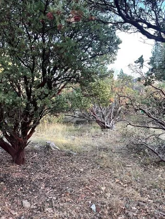 a view of a yard with large trees