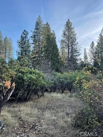 a view of a forest with trees in the background