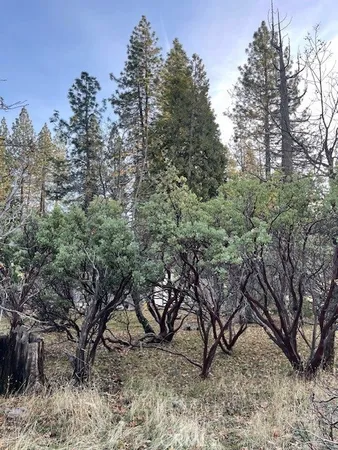 a view of a forest with trees