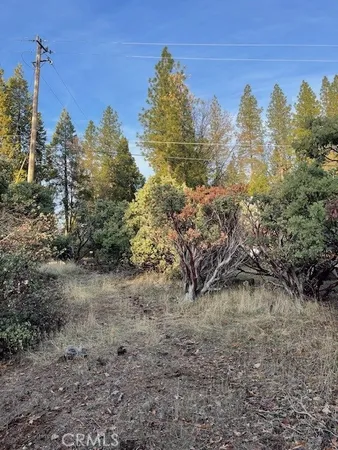 a view of a yard with trees in front of it