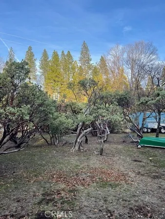 a view of a tree in a yard