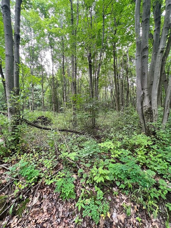 151 Dennison Run Road Polk, PA 16342 - Photo 3 of 8 a view of a lush green forest