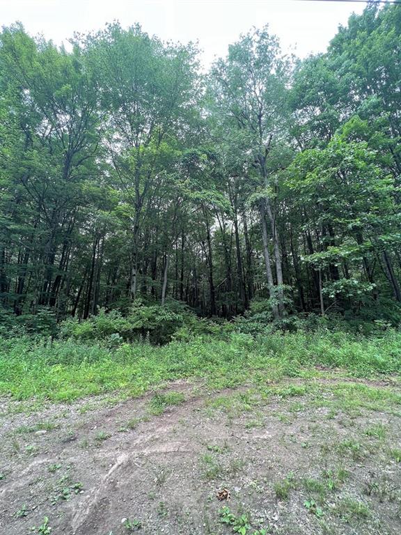 151 Dennison Run Road Polk, PA 16342 - Photo 4 of 8 a big yard with lots of green space and deers
