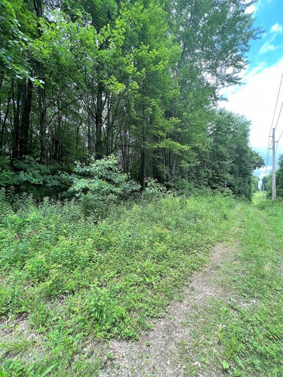 151 Dennison Run Road Polk, PA 16342 - Photo 6 of 8 a big yard with lots of green space and deers
