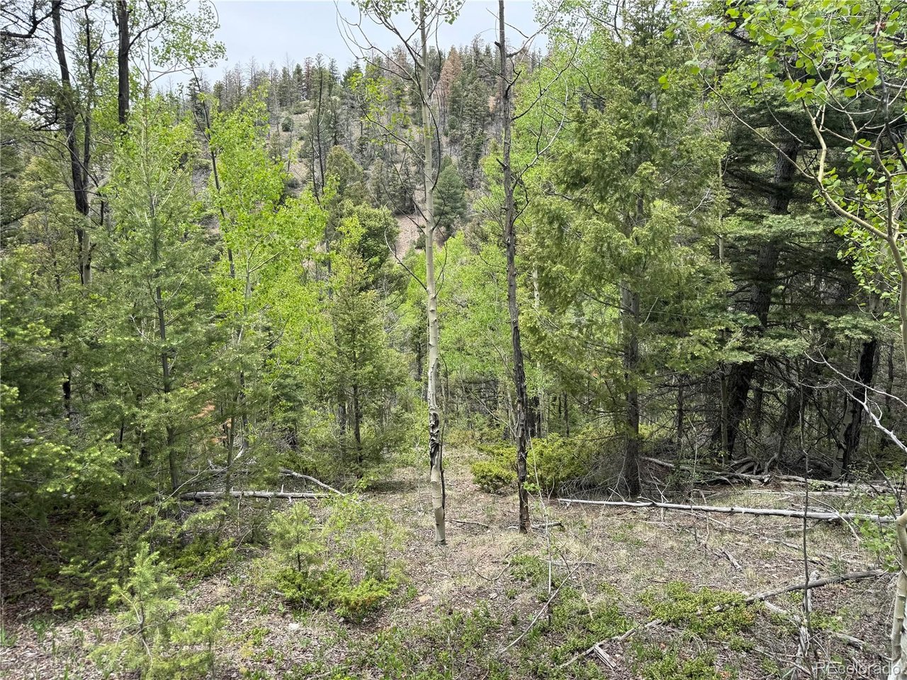 6795 Starkweather Road San Luis, CO 81152 - Photo 20 of 23 a view of a forest with trees in the background
