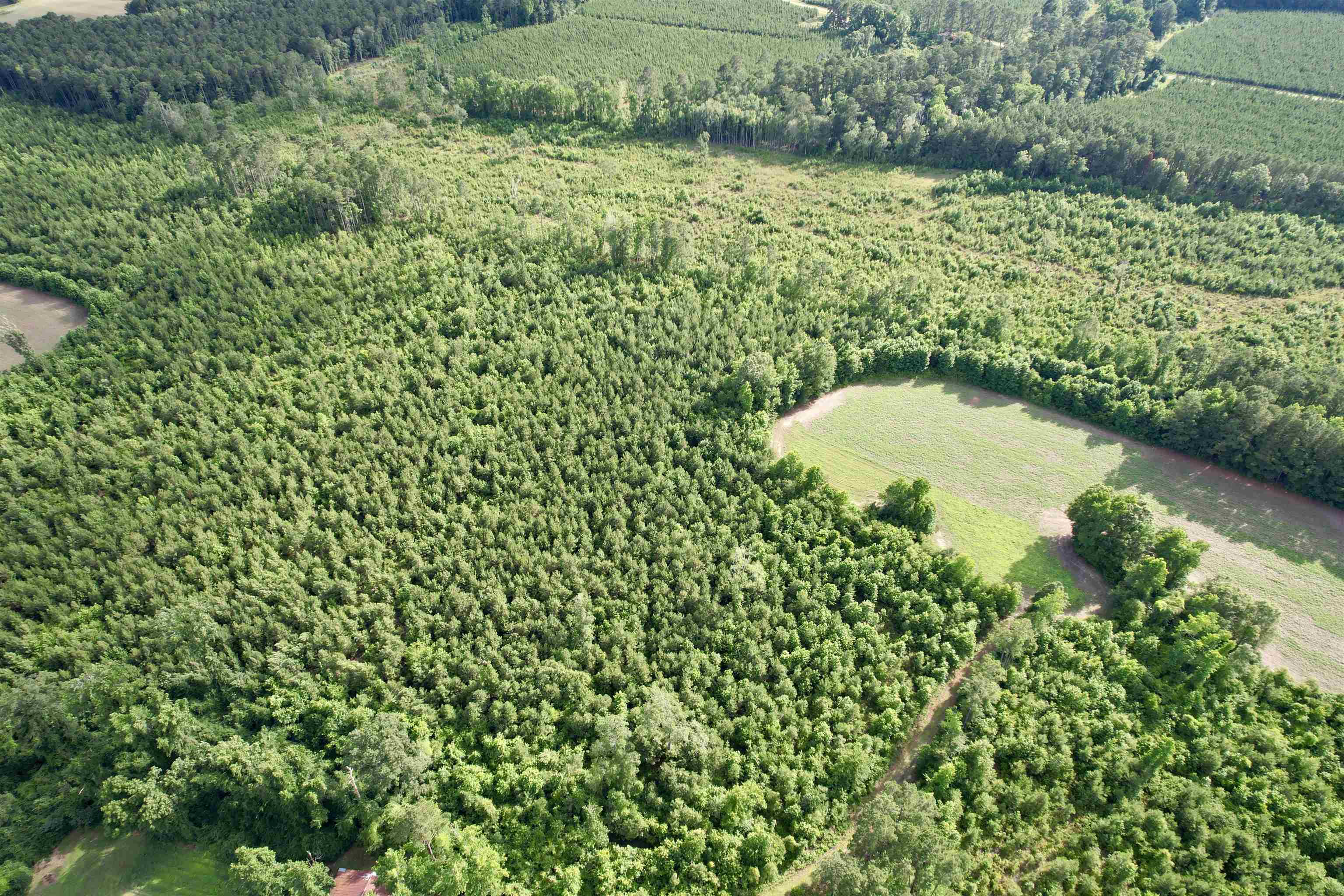 85-acres - Muddy Creek Road Hemingway, SC 29554 - Photo 25 of 31