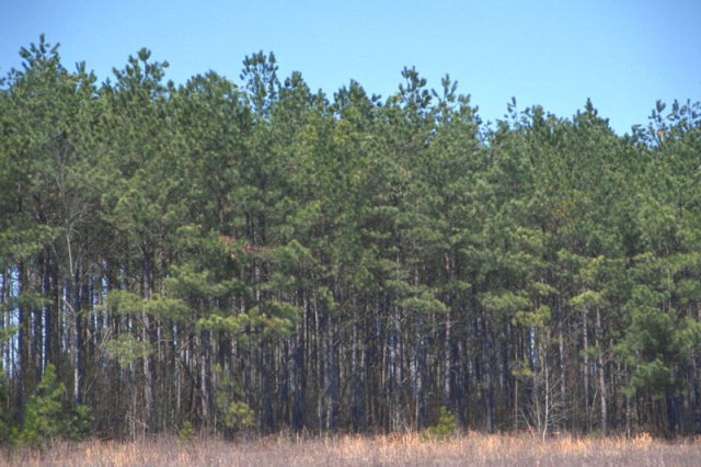 0 Highway 1 Ridge Spring Ridge Spring, SC 29129 - Photo 1 of 1