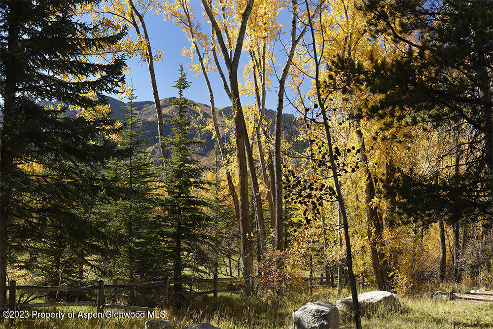 1036 Red Mountain Road Aspen, CO 81611 - Photo 31 of 37 a view of a large tree