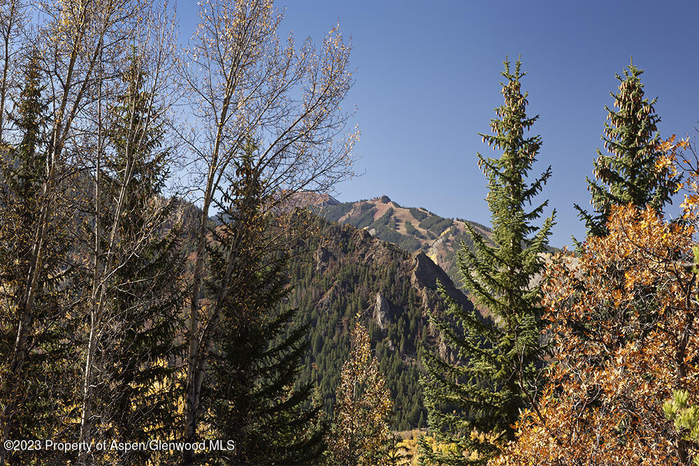 1036 Red Mountain Road Aspen, CO 81611 - Photo 33 of 37 a view of a tree
