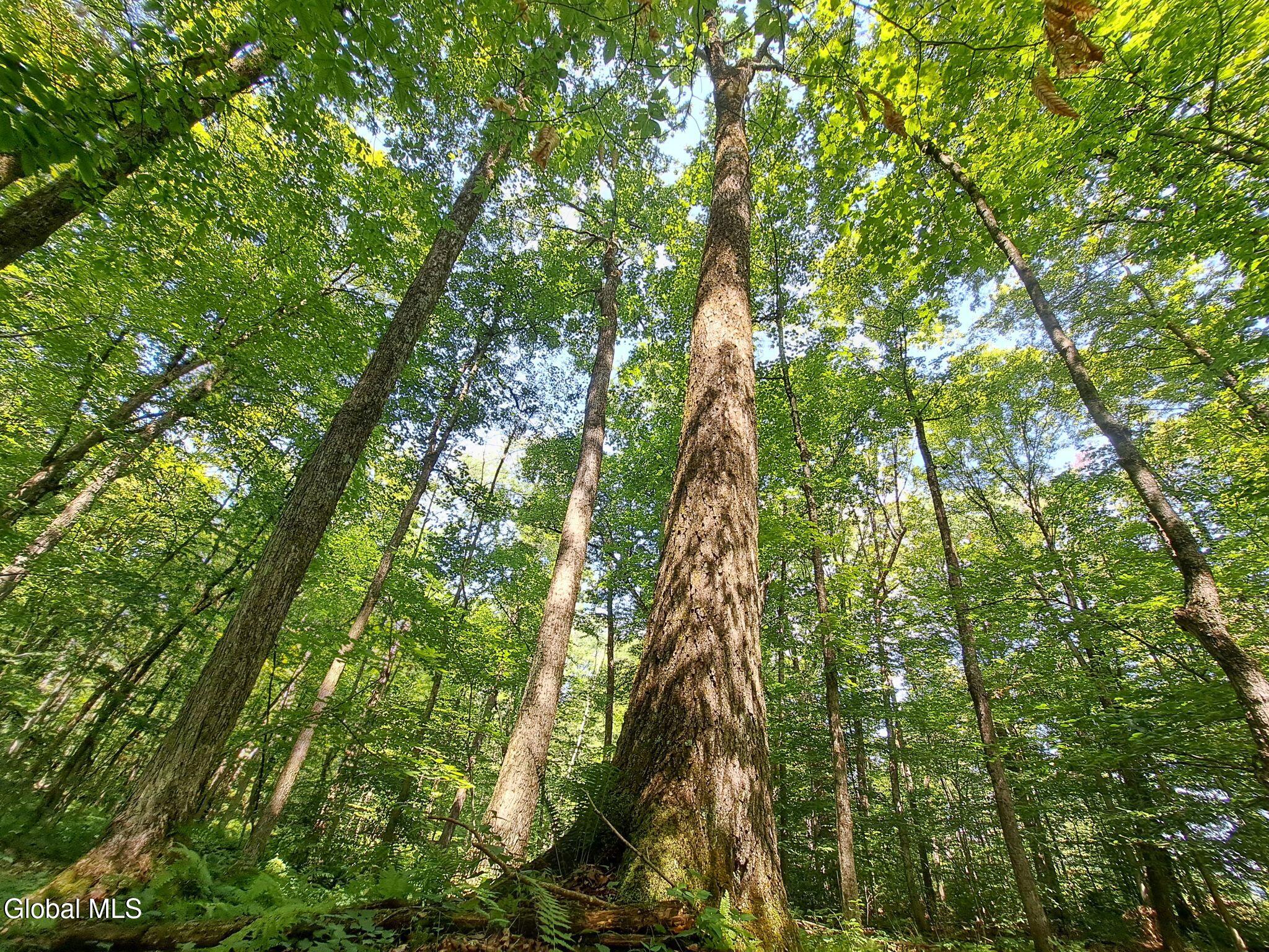 9.1 State Line Road White Creek, NY 12057 - Photo 57 of 72 58 Towering High-Quality Hardwood Timber