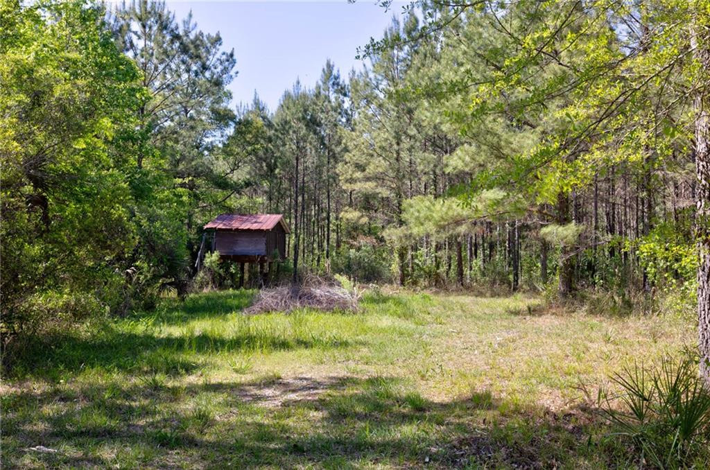 0 Juniper Lane Southwest Townsend, GA 31331 - Photo 4 of 12
