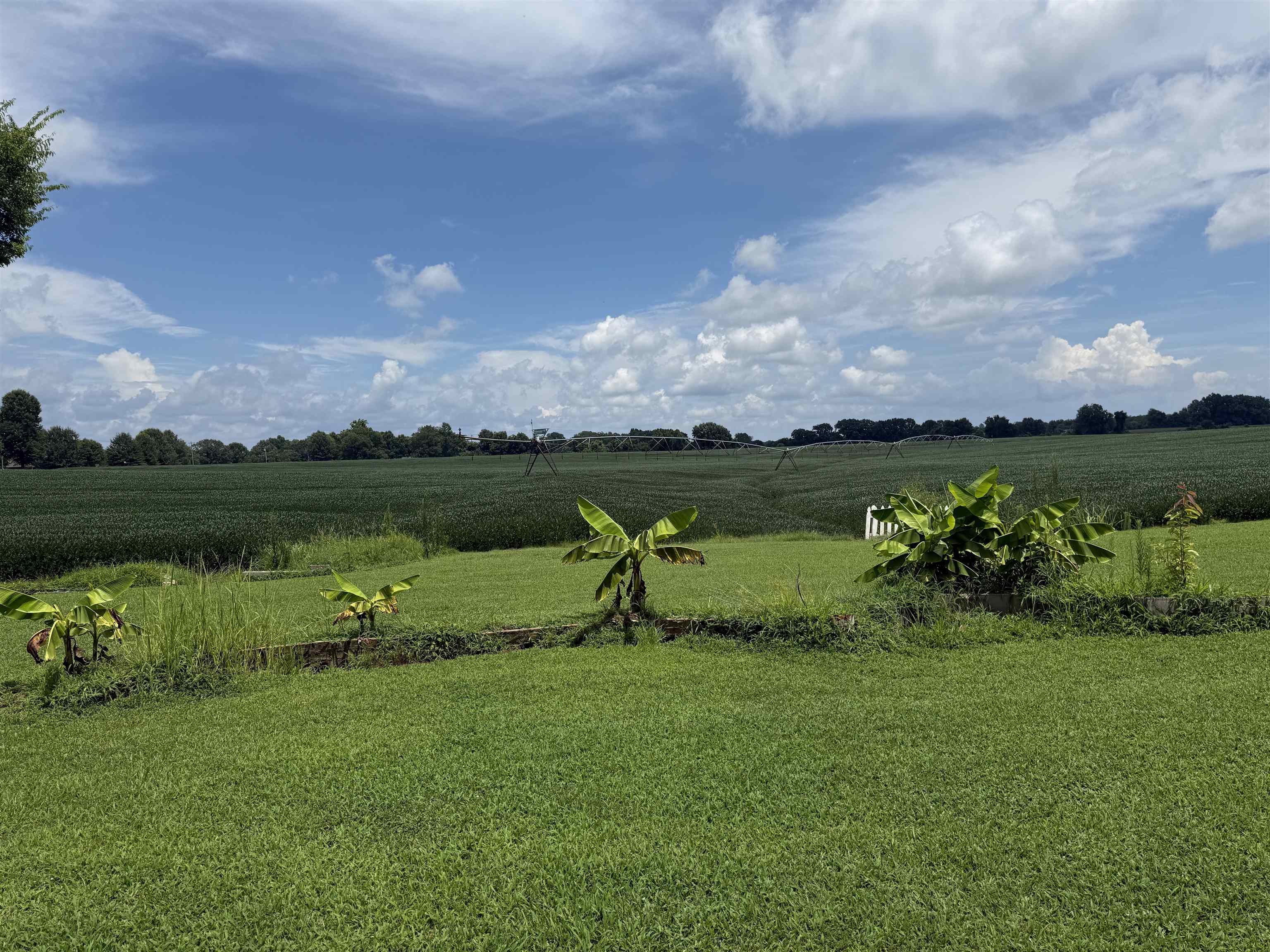 2201 Robert Johnson Road Covington, TN 38019 - Photo 7 of 25 Yard