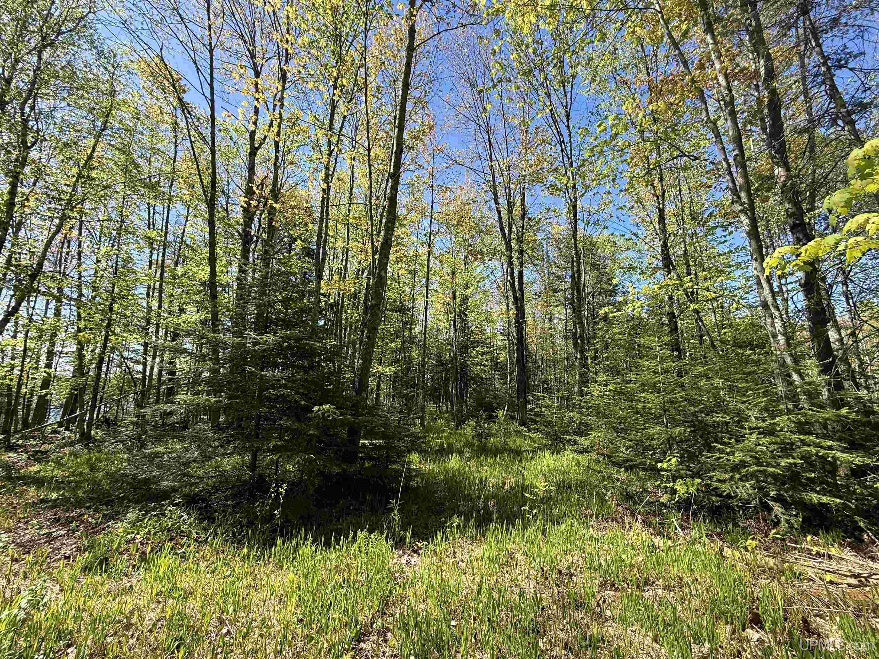 Langford Lake Road Watersmeet, MI 49969 - Photo 7 of 23