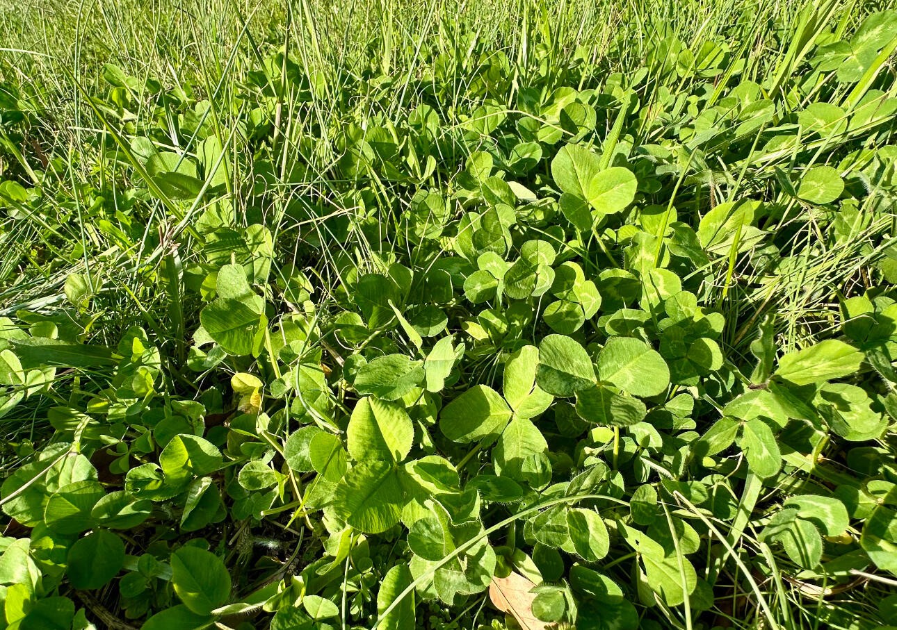 0 Maple Spring Road Dayton, TN 37321 - Photo 2 of 7 a view of a tree