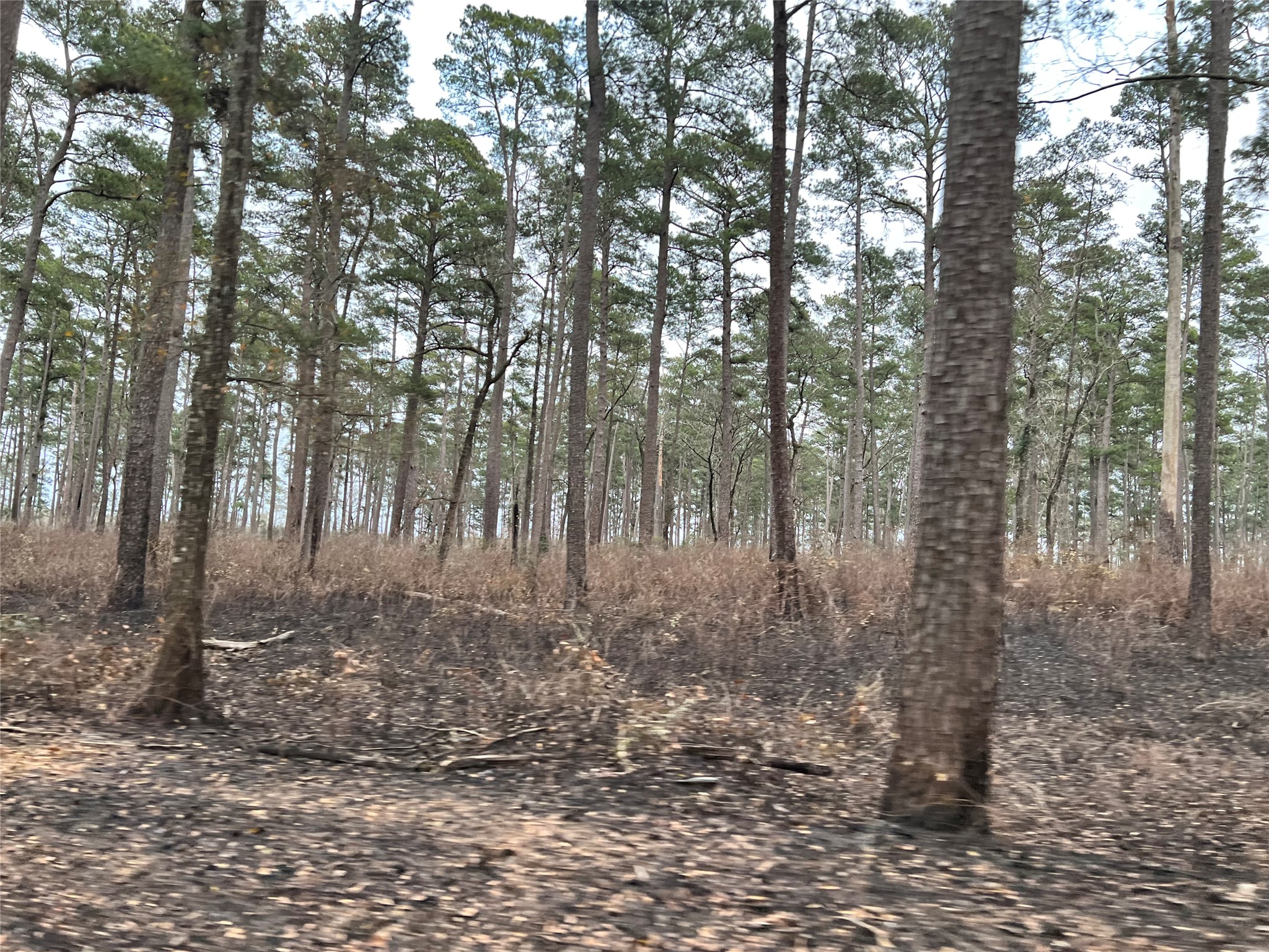 Tbd Lot 180 B Tbd Road Montgomery, TX 77356 - Photo 3 of 8 a view of forest